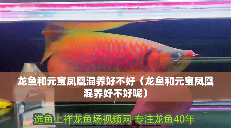 龍魚和元寶鳳凰混養好不好（龍魚和元寶鳳凰混養好不好呢）