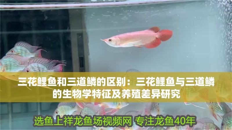 三花鯉魚和三道鱗的區別：三花鯉魚與三道鱗的生物學特征及養殖差異研究