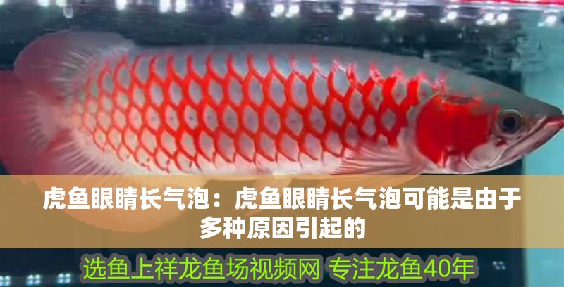 虎魚眼睛長氣泡：虎魚眼睛長氣泡可能是由于多種原因引起的 虎魚眼睛長氣泡：虎魚眼睛長氣泡可能是由于多種原因引起的 虎魚百科 第1張