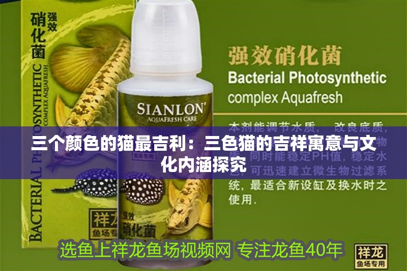 三個顏色的貓最吉利：三色貓的吉祥寓意與文化內涵探究