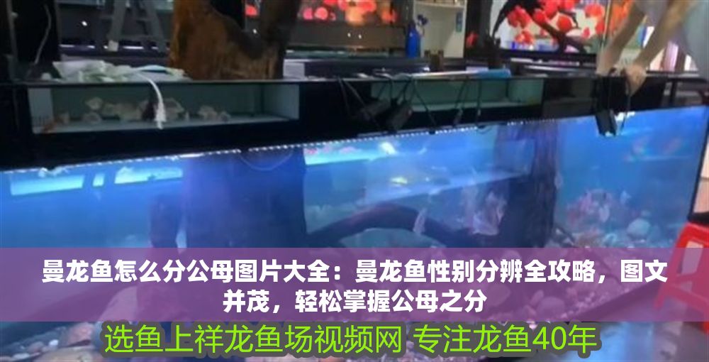 曼龍魚怎么分公母圖片大全：曼龍魚性別分辨全攻略，圖文并茂，輕松掌握公母之分