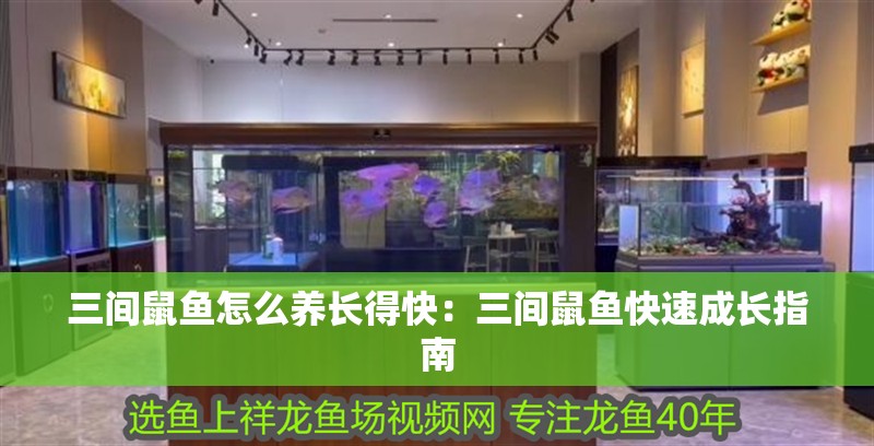 三間鼠魚(yú)怎么養(yǎng)長(zhǎng)得快：三間鼠魚(yú)快速成長(zhǎng)指南