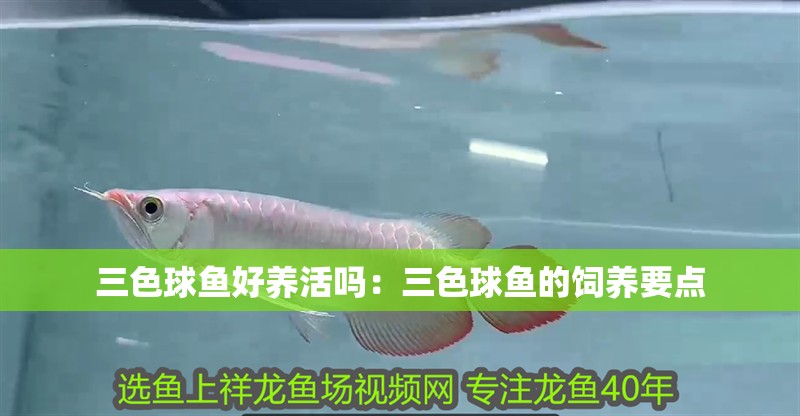 三色球魚好養活嗎：三色球魚的飼養要點 三色球魚好養活嗎：三色球魚的飼養要點 龍魚論壇