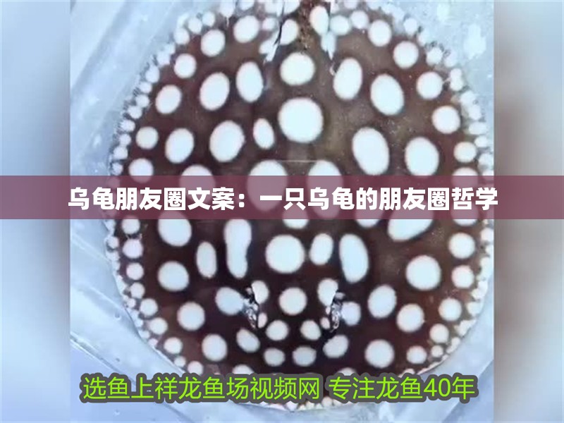 烏龜朋友圈文案：一只烏龜的朋友圈哲學 烏龜朋友圈文案：一只烏龜的朋友圈哲學 龍魚論壇