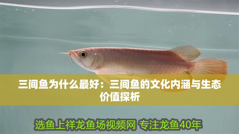 三間魚為什么最好：三間魚的文化內涵與生態價值探析 三間魚為什么最好：三間魚的文化內涵與生態價值探析 龍魚論壇