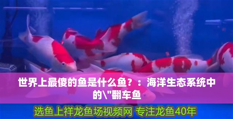 世界上最傻的魚是什么魚？：海洋生態系統中的\