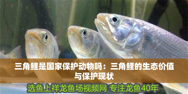 三角鯉是國家保護(hù)動(dòng)物嗎：三角鯉的生態(tài)價(jià)值與保護(hù)現(xiàn)狀