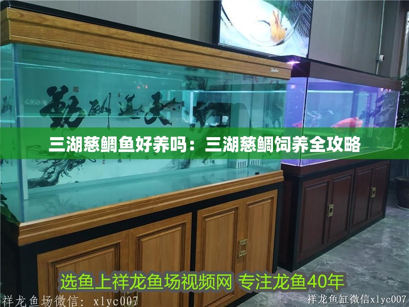 三湖慈鯛魚(yú)好養(yǎng)嗎：三湖慈鯛飼養(yǎng)全攻略