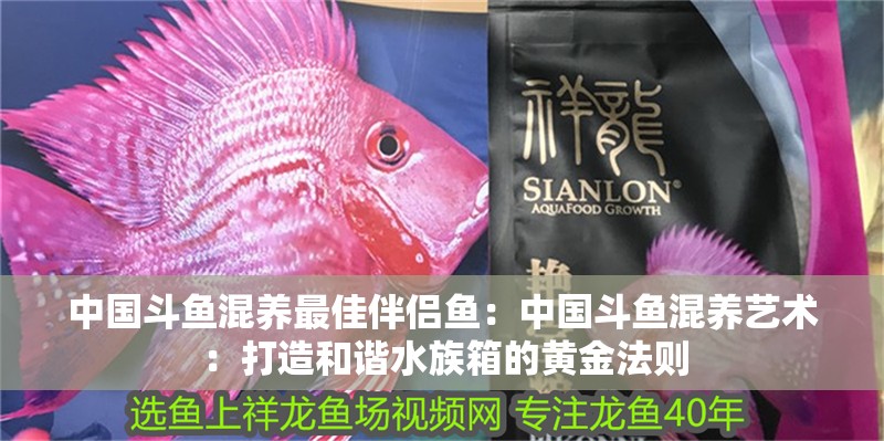 中國斗魚混養最佳伴侶魚：中國斗魚混養藝術：打造和諧水族箱的黃金法則