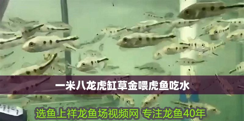 一米八龍虎缸草金喂虎魚吃水