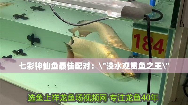 七彩神仙魚最佳配對：\