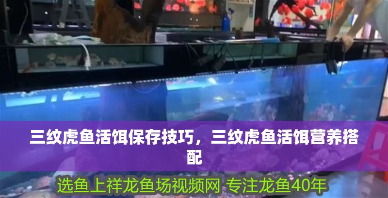 三紋虎魚活餌保存技巧，三紋虎魚活餌營養搭配 三紋虎魚活餌保存技巧，三紋虎魚活餌營養搭配 虎魚百科 第1張