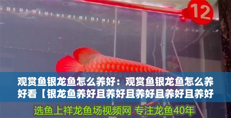 觀賞魚銀龍魚怎么養(yǎng)好：觀賞魚銀龍魚怎么養(yǎng)好看【銀龍魚養(yǎng)好且養(yǎng)好且養(yǎng)好且養(yǎng)好且養(yǎng)好且養(yǎng)好且有訣竅】