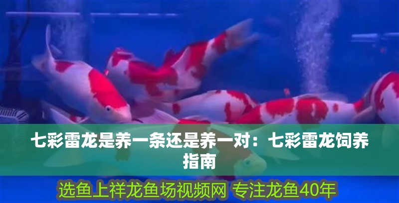 七彩雷龍是養(yǎng)一條還是養(yǎng)一對(duì)：七彩雷龍飼養(yǎng)指南 七彩雷龍是養(yǎng)一條還是養(yǎng)一對(duì)：七彩雷龍飼養(yǎng)指南 龍魚(yú)論壇