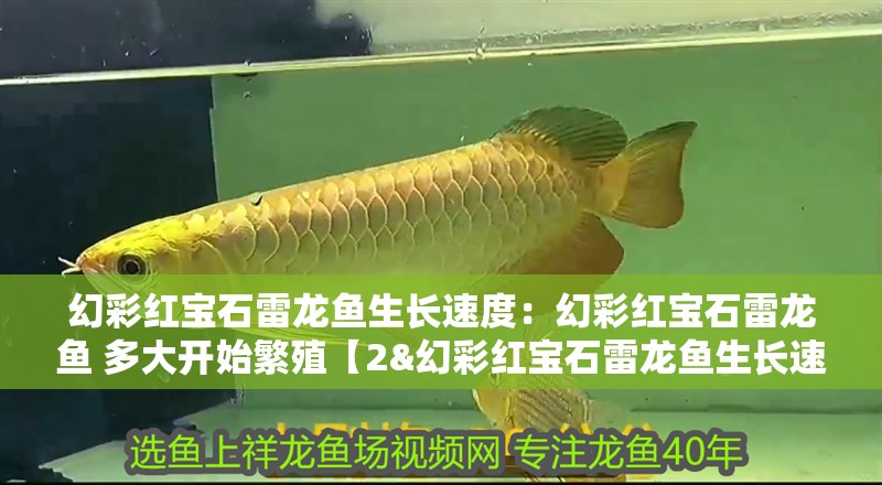 幻彩紅寶石雷龍魚生長速度：幻彩紅寶石雷龍魚 多大開始繁殖【2&幻彩紅寶石雷龍魚生長速度會有怎樣的差異】
