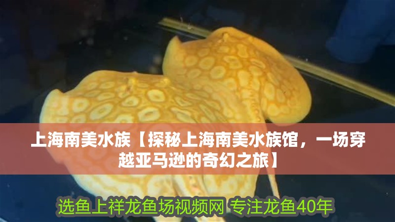 上海南美水族【探秘上海南美水族館，一場穿越亞馬遜的奇幻之旅】