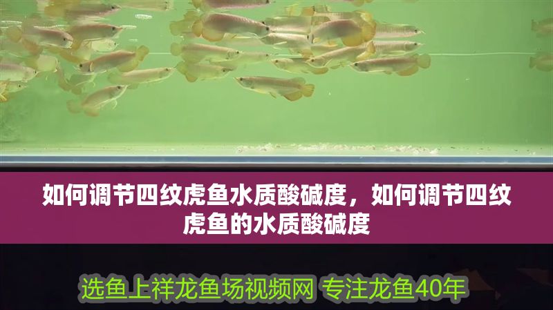 如何調節四紋虎魚水質酸堿度,如何調節四紋虎魚的水質酸堿度