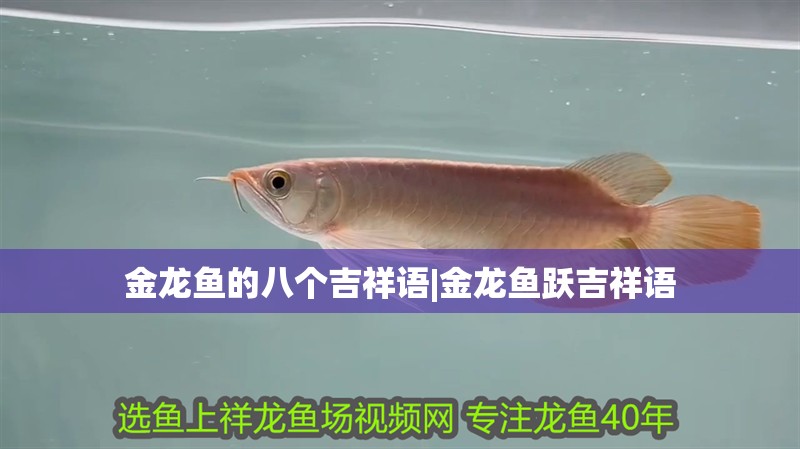 金龍魚的八個吉祥語|金龍魚躍吉祥語