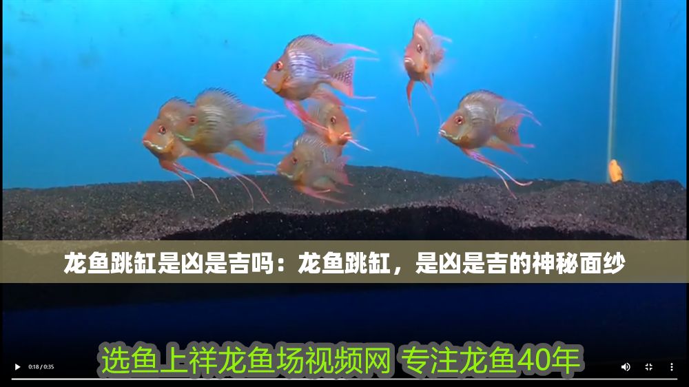 詳細閱讀:龍魚跳缸是兇是吉嗎:龍魚跳缸,是兇是吉的神秘面紗 龍魚跳缸是兇是吉嗎:龍魚跳缸,是兇是吉的神秘面紗