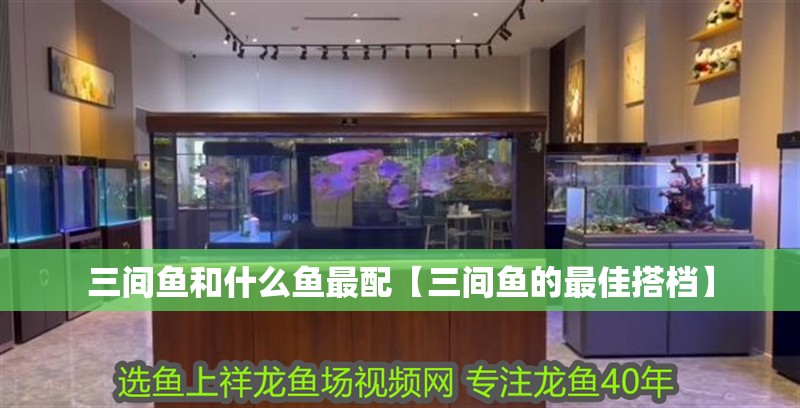 三間魚和什么魚最配【三間魚的最佳搭檔】 龍魚論壇 三間魚和什么魚最配【三間魚的最佳搭檔】 三間魚和什么魚最配【三間魚的最佳搭檔】 龍魚論壇