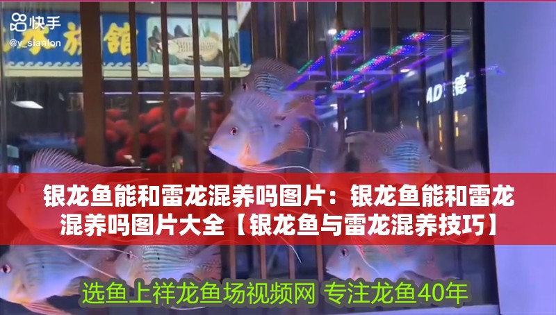 銀龍魚能和雷龍混養嗎圖片：銀龍魚能和雷龍混養嗎圖片大全【銀龍魚與雷龍混養技巧】