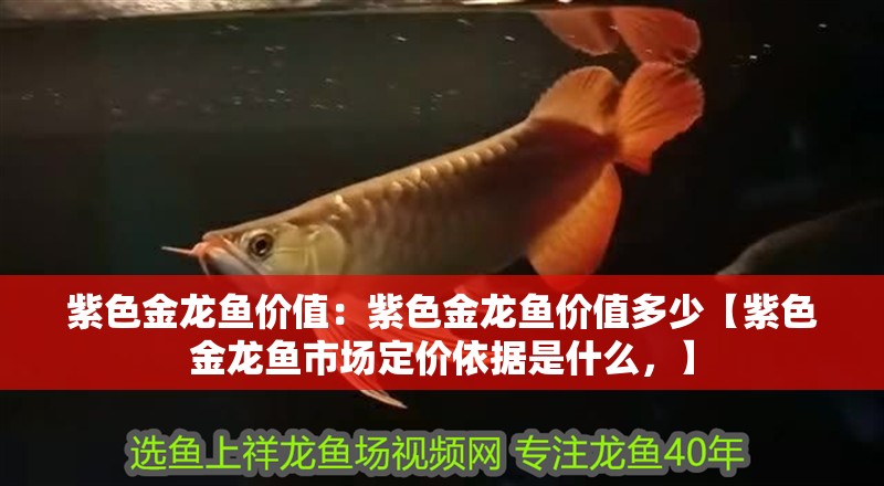 紫色金龍魚價值：紫色金龍魚價值多少【紫色金龍魚市場定價依據(jù)是什么，】