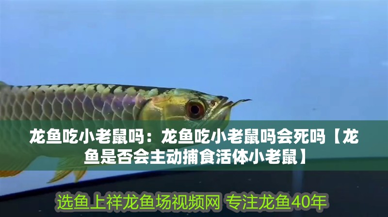 龍魚吃小老鼠嗎：龍魚吃小老鼠嗎會死嗎【龍魚是否會主動捕食活體小老鼠】