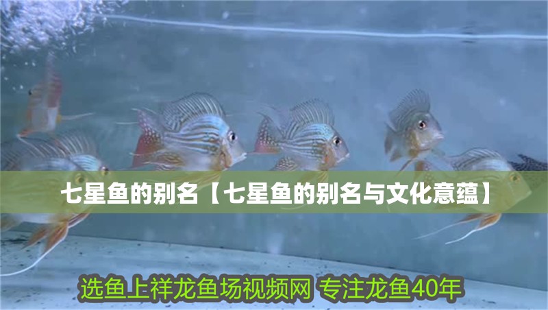 七星魚的別名【七星魚的別名與文化意蘊(yùn)】