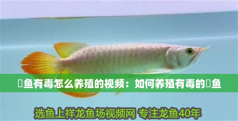 魟魚有毒怎么養殖的視頻：如何養殖有毒的魟魚