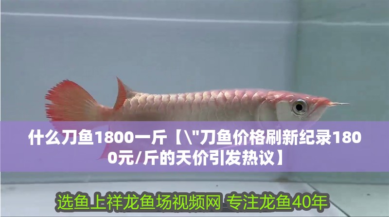 什么刀魚1800一斤【\