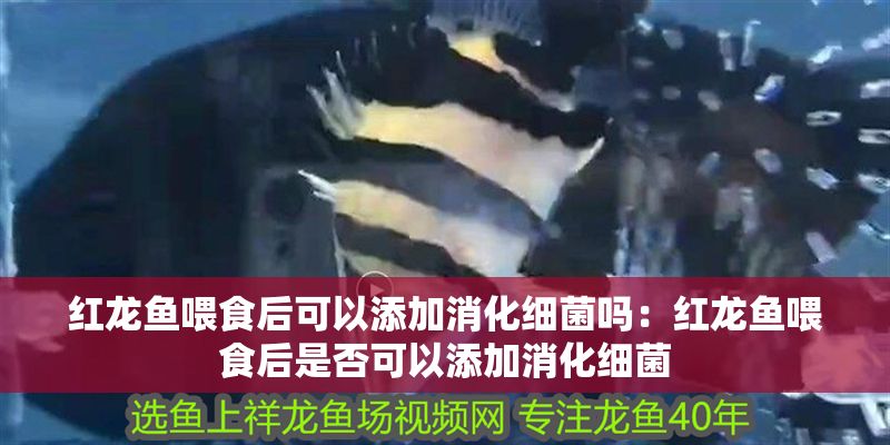 紅龍魚喂食后可以添加消化細(xì)菌嗎：紅龍魚喂食后是否可以添加消化細(xì)菌