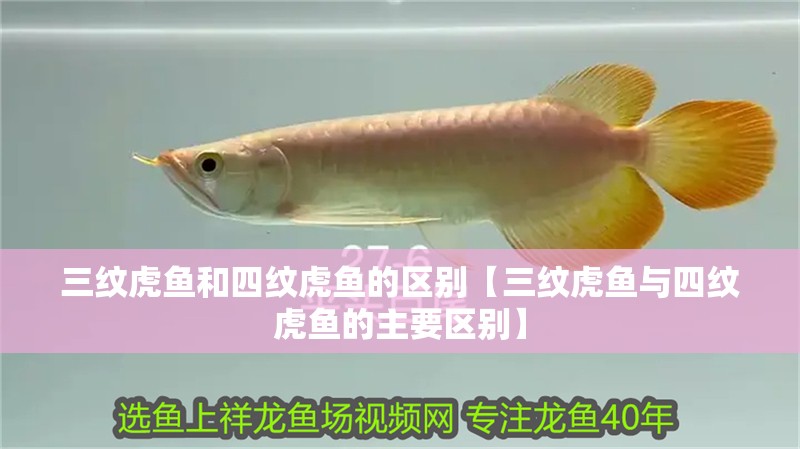 三紋虎魚和四紋虎魚的區(qū)別【三紋虎魚與四紋虎魚的主要區(qū)別】