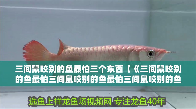 三間鼠咬別的魚最怕三個東西【《三間鼠咬別的魚最怕三間鼠咬別的魚最怕三間鼠咬別的魚最怕】