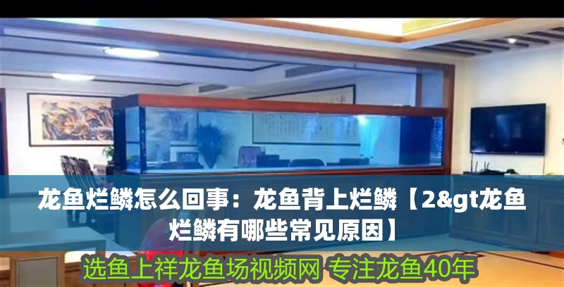 龍魚爛鱗怎么回事：龍魚背上爛鱗【2&gt龍魚爛鱗有哪些常見原因】
