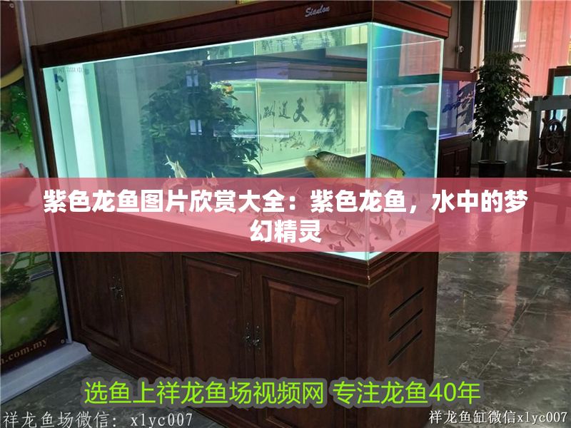 紫色龍魚圖片欣賞大全：紫色龍魚，水中的夢幻精靈