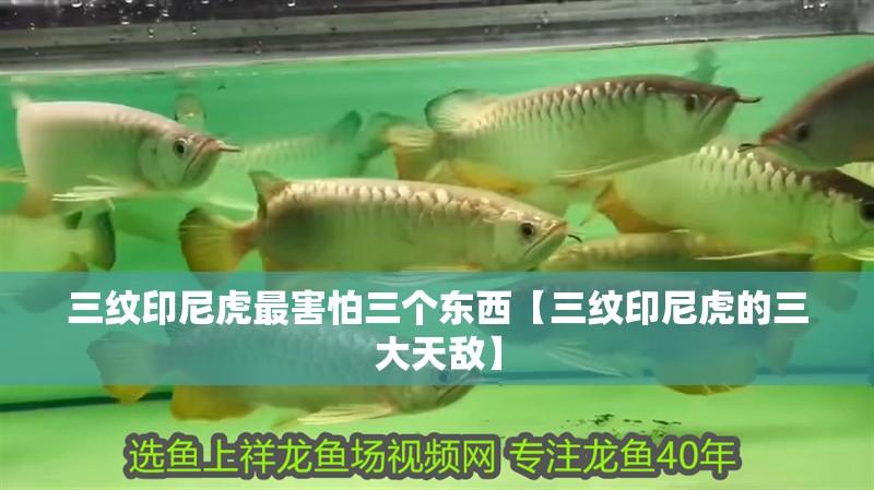 三紋印尼虎最害怕三個東西【三紋印尼虎的三大天敵】 龍魚論壇 三紋印尼虎最害怕三個東西【三紋印尼虎的三大天敵】 三紋印尼虎最害怕三個東西【三紋印尼虎的三大天敵】 龍魚論壇