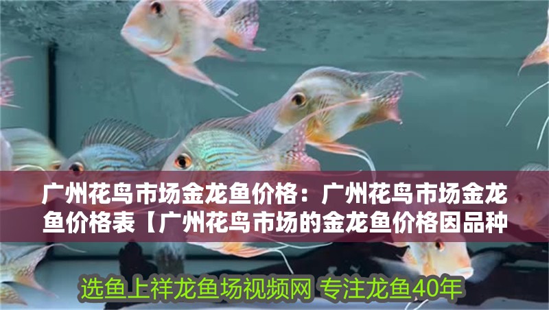 廣州花鳥(niǎo)市場(chǎng)金龍魚(yú)價(jià)格：廣州花鳥(niǎo)市場(chǎng)金龍魚(yú)價(jià)格表【廣州花鳥(niǎo)市場(chǎng)的金龍魚(yú)價(jià)格因品種和品種和品相差異較大】