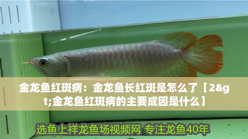 金龍魚紅斑病：金龍魚長紅斑是怎么了【2>金龍魚紅斑病的主要成因是什么】 金龍魚紅斑病：金龍魚長紅斑是怎么了【2>金龍魚紅斑病的主要成因是什么】 水族問答