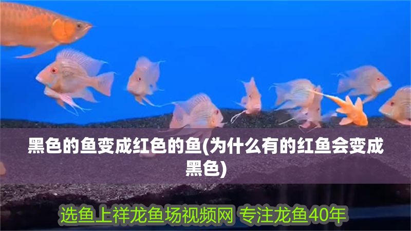 黑色的魚變成紅色的魚(為什么有的紅魚會變成黑色) 黑色的魚變成紅色的魚(為什么有的紅魚會變成黑色) 元寶鳳凰魚百科 第1張