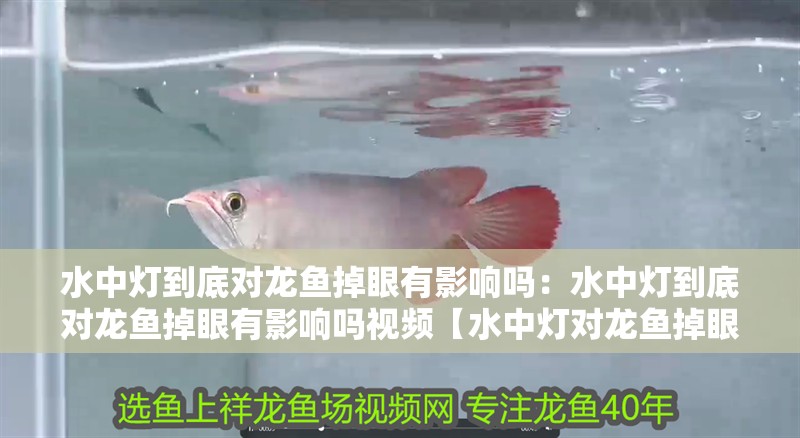水中燈到底對龍魚掉眼有影響嗎：水中燈到底對龍魚掉眼有影響嗎視頻【水中燈對龍魚掉眼的影響】
