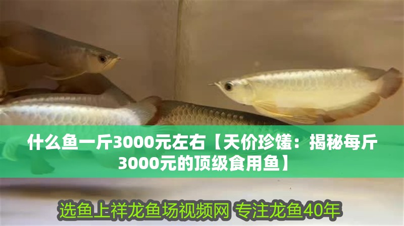 什么魚一斤3000元左右【天價珍饈:揭秘每斤3000元的頂級食用魚】 龍魚論壇 什么魚一斤3000元左右【天價珍饈:揭秘每斤3000元的頂級食用魚】 什么魚一斤3000元左右【天價珍饈:揭秘每斤3000元的頂級食用魚】 龍魚論壇