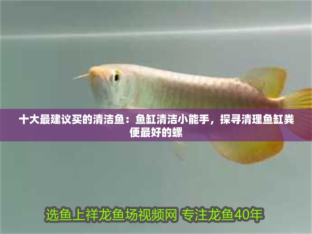 十大最建議買的清潔魚：魚缸清潔小能手，探尋清理魚缸糞便最好的螺