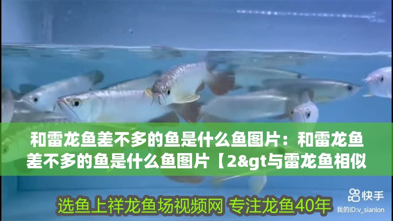 和雷龍魚差不多的魚是什么魚圖片：和雷龍魚差不多的魚是什么魚圖片【2&gt與雷龍魚相似的魚類有哪些】