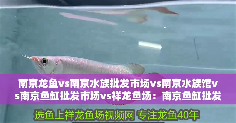 南京龍魚vs南京水族批發(fā)市場vs南京水族館vs南京魚缸批發(fā)市場vs祥龍魚場：南京魚缸批發(fā)市場價格對比祥龍魚場魚類品種大全