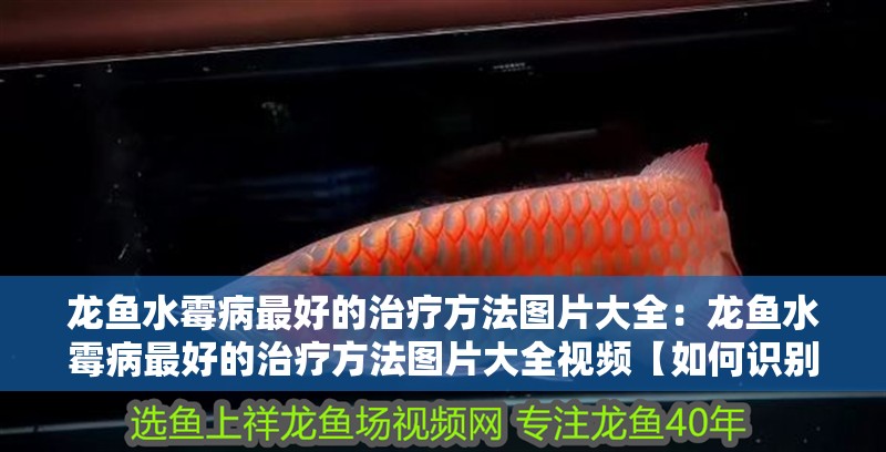 龍魚水霉病最好的治療方法圖片大全：龍魚水霉病最好的治療方法圖片大全視頻【如何識別龍魚水霉病】 龍魚水霉病最好的治療方法圖片大全：龍魚水霉病最好的治療方法圖片大全視頻【如何識別龍魚水霉病】 水族問答
