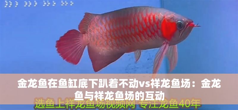 金龍魚在魚缸底下趴著不動vs祥龍魚場：金龍魚與祥龍魚場的互動 金龍魚在魚缸底下趴著不動vs祥龍魚場：金龍魚與祥龍魚場的互動 vs祥龍魚場