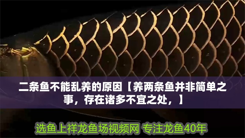 二條魚(yú)不能亂養(yǎng)的原因【養(yǎng)兩條魚(yú)并非簡(jiǎn)單之事，存在諸多不宜之處，】