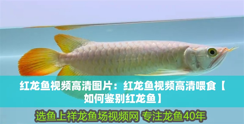 紅龍魚視頻高清圖片：紅龍魚視頻高清喂食【如何鑒別紅龍魚】 紅龍魚視頻高清圖片：紅龍魚視頻高清喂食【如何鑒別紅龍魚】 水族問答