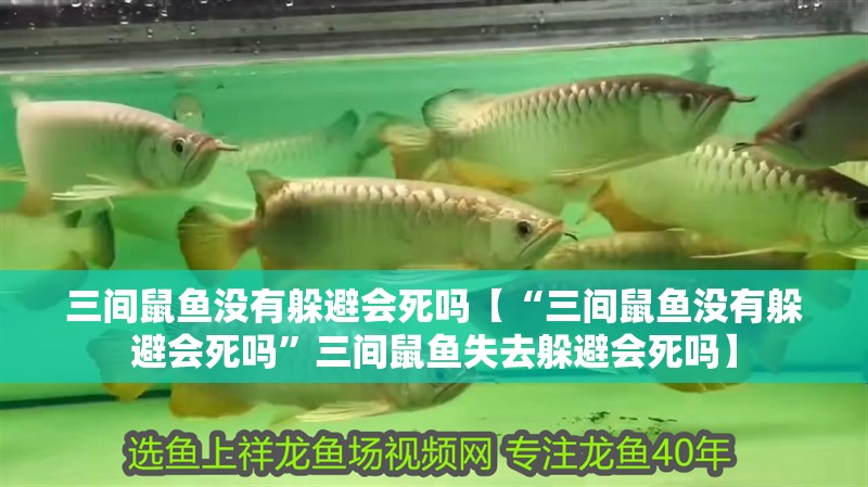 三間鼠魚沒有躲避會死嗎【“三間鼠魚沒有躲避會死嗎”三間鼠魚失去躲避會死嗎】