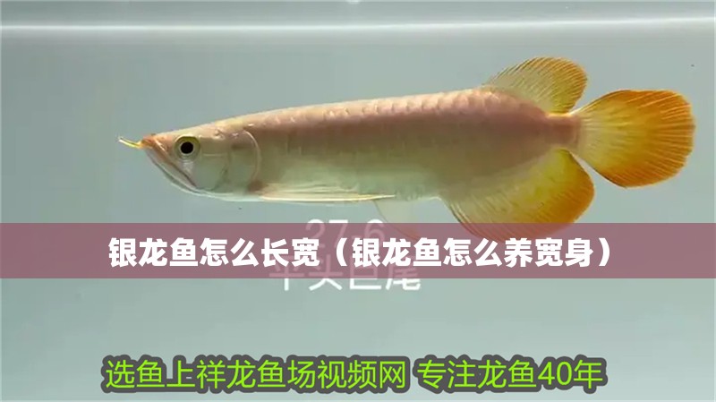 銀龍魚怎么長(zhǎng)寬（銀龍魚怎么養(yǎng)寬身）